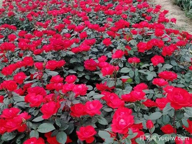 北京红月季怎么种植?(图2) 北京红月季怎么种植?(图2)