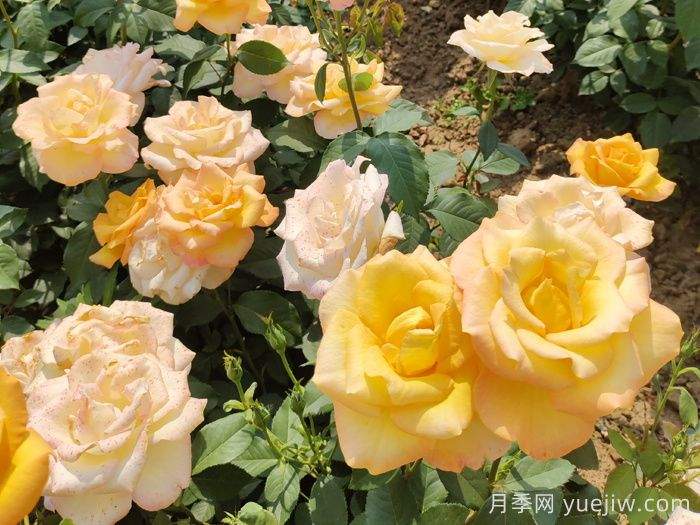 东阳市花是什么花?东阳市花是月季(图2) 东阳市花是什么花?东阳市花是月季(图2)