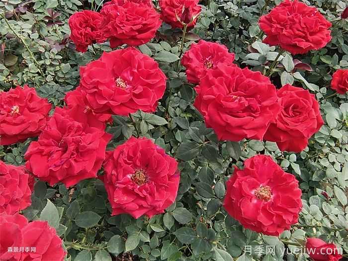 东阳市花是什么花?东阳市花是月季(图1) 东阳市花是什么花?东阳市花是月季(图1)