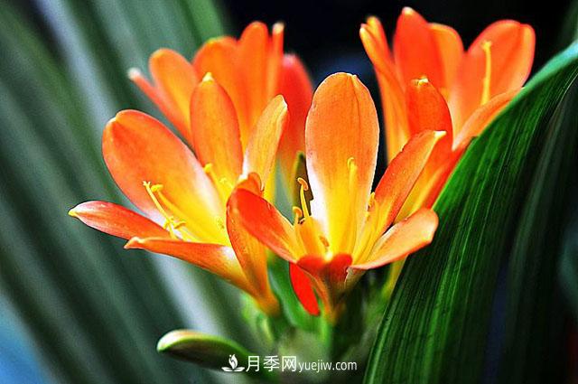 11种友谊之花,最能代表友情的花卉(图1) 11种友谊之花,最能代表友情的花卉(图1)