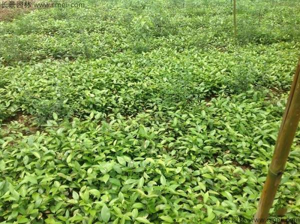 天竺桂种子发芽出苗图片