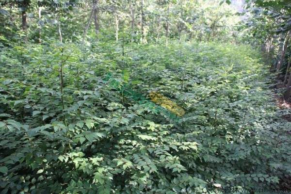 金钱柳种子发芽出苗图片