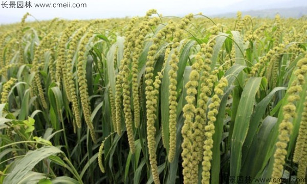 小米种子发芽出苗图片