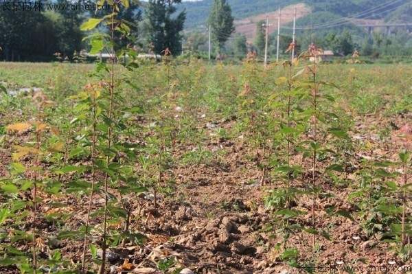 血皮槭种子发芽出苗图片