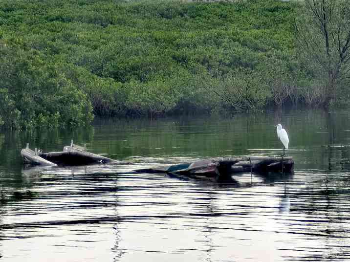 我国国土空间生态保护修复实现“四个转变”