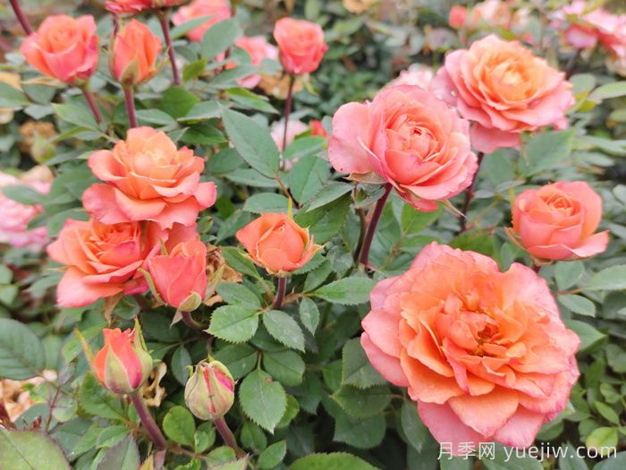 月季枝枯病症状及防治措施(图1)