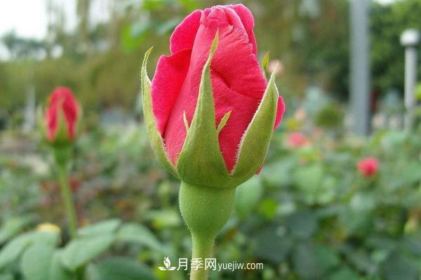 玫瑰花种植技术(含盆栽养殖方法及注意事项)(图5) 玫瑰花种植技术(含盆栽养殖方法及注意事项)(图5)