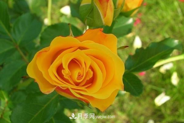 玫瑰花种植技术(含盆栽养殖方法及注意事项)(图6) 玫瑰花种植技术(含盆栽养殖方法及注意事项)(图6)