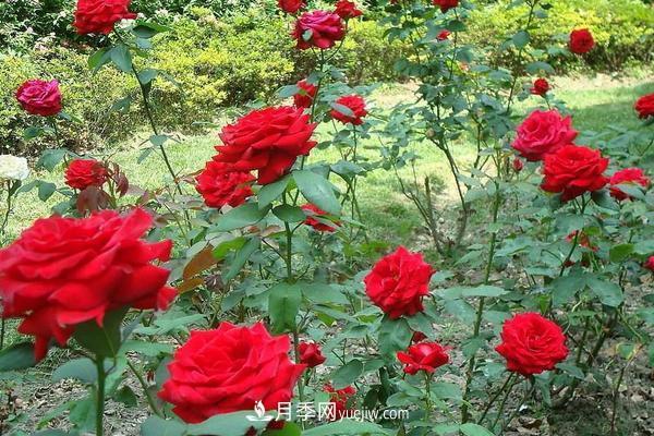 玫瑰花种植技术(含盆栽养殖方法及注意事项)(图1) 玫瑰花种植技术(含盆栽养殖方法及注意事项)(图1)