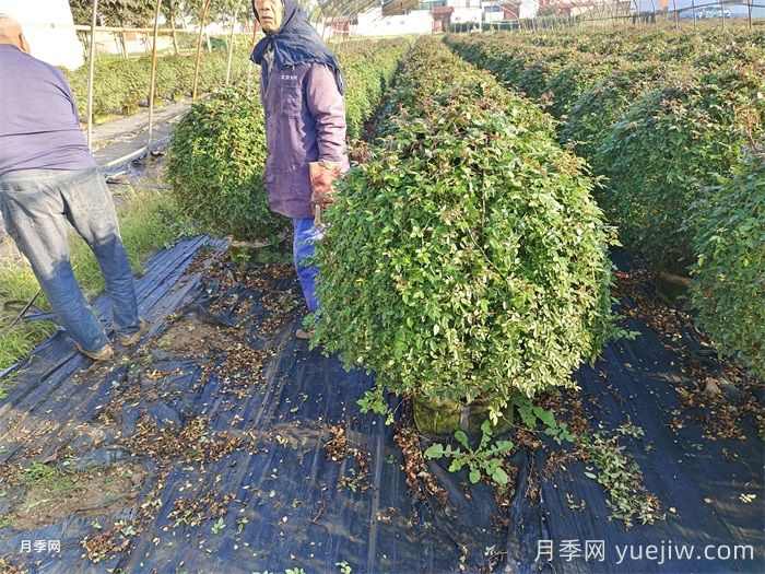 庭院种植常见的观赏花木品种推荐(图2) 庭院种植常见的观赏花木品种推荐(图2)