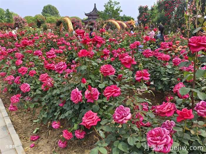 庭院种植常见的观赏花木品种推荐(图1) 庭院种植常见的观赏花木品种推荐(图1)
