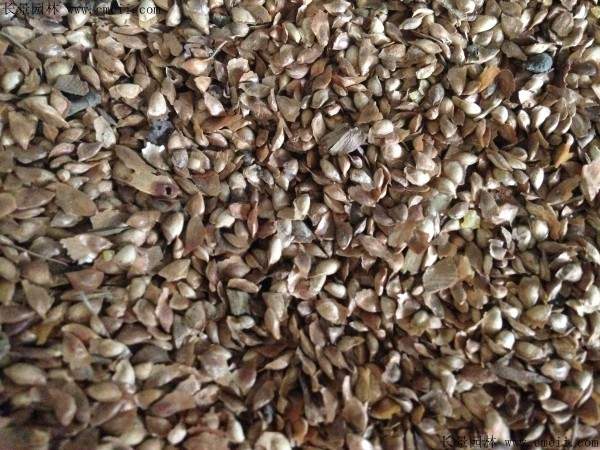 落叶松种子图片