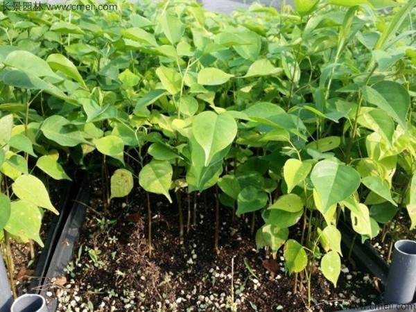 紫檀种子发芽出苗图片