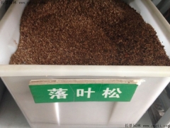 落叶松种子