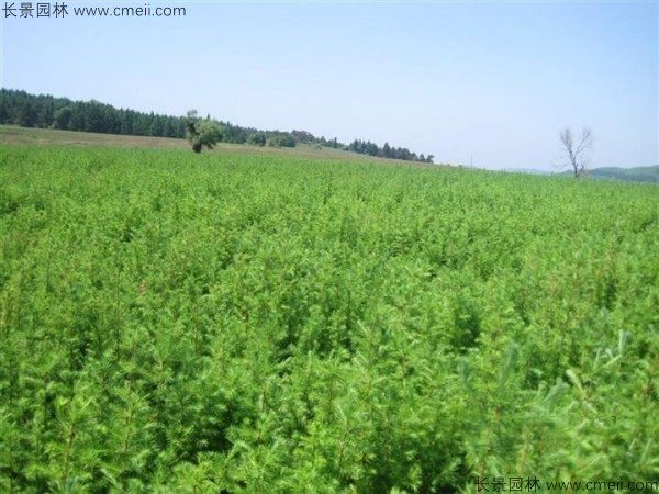 落叶松种子发芽出苗图片