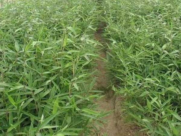 楠竹种子发芽出苗图片