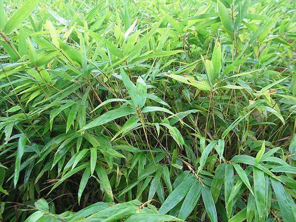 楠竹种子发芽出苗图片