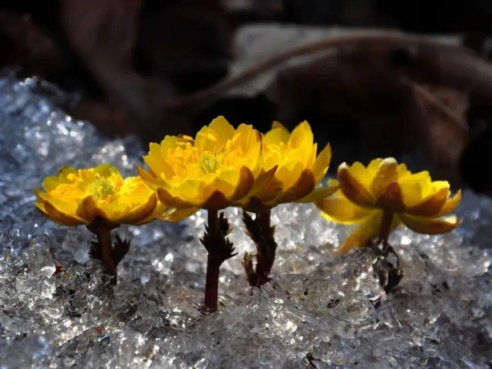 人工繁育冰凌花在长春破冰而出