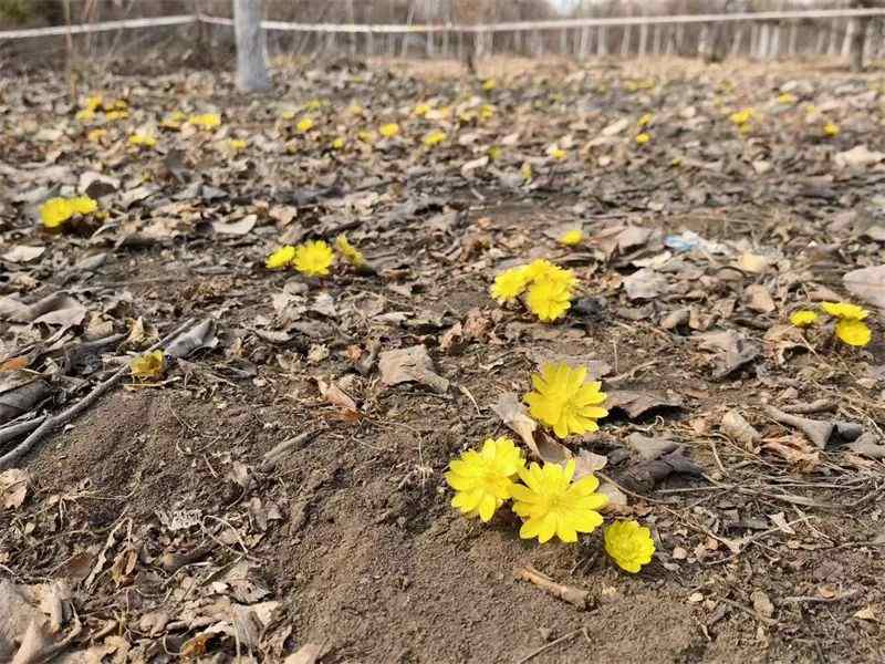 人工繁育冰凌花在长春破冰而出