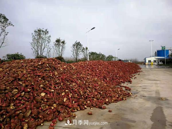 南阳桐柏：小小红薯做出脱贫致富 红薯产业发展方兴未艾(图1)