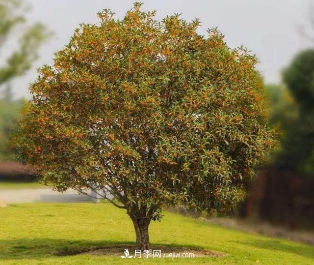 门前种桂花树真的好吗?(图1) 门前种桂花树真的好吗?(图1)