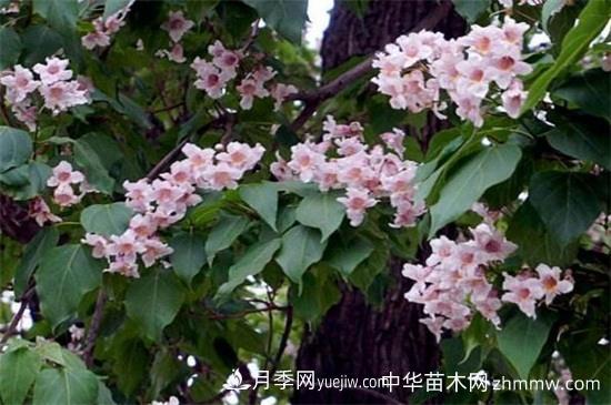 楸树的价值有哪些,可美化环境还有药用价值(图1) 楸树的价值有哪些,可美化环境还有药用价值(图1)