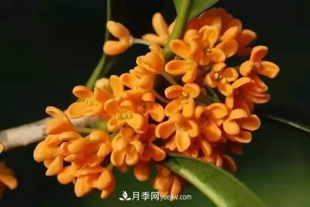 门前种桂花树真的好吗?(图2) 门前种桂花树真的好吗?(图2)