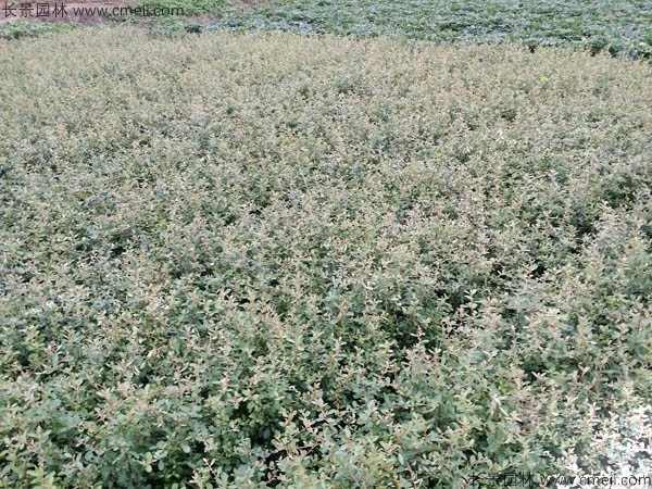 火棘种子发芽出苗图片