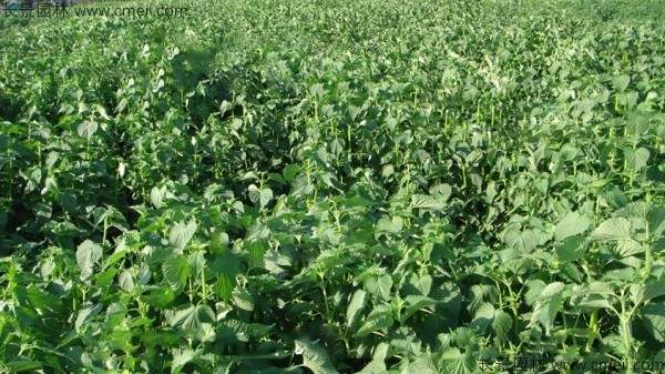 藿香种子发芽出苗图片