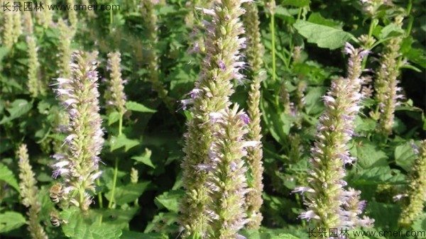 藿香种子发芽出苗图片