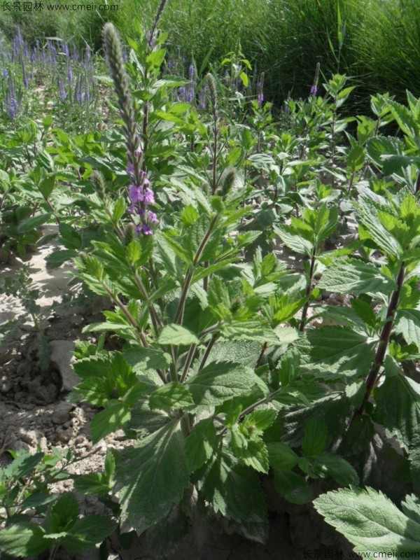 美女樱种子发芽出苗开花图片