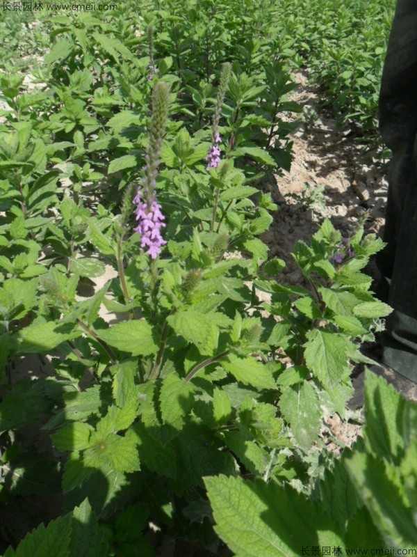 美女樱种子发芽出苗开花图片