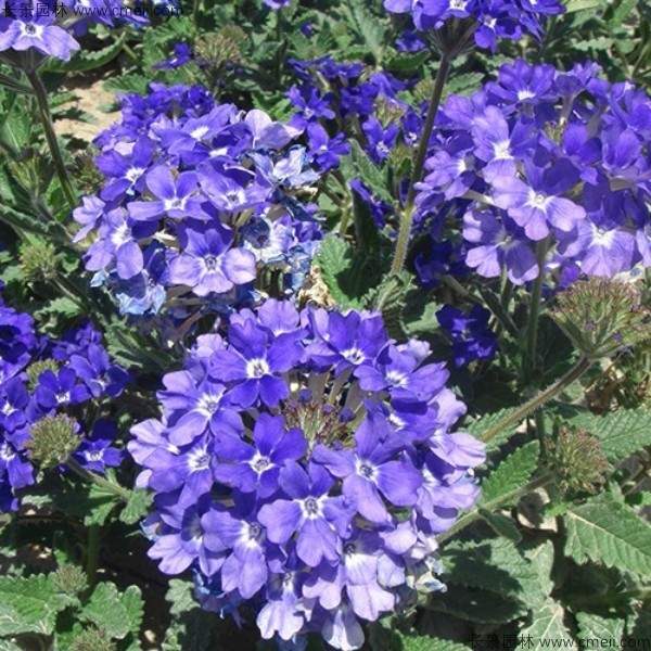 美女樱种子发芽出苗开花图片