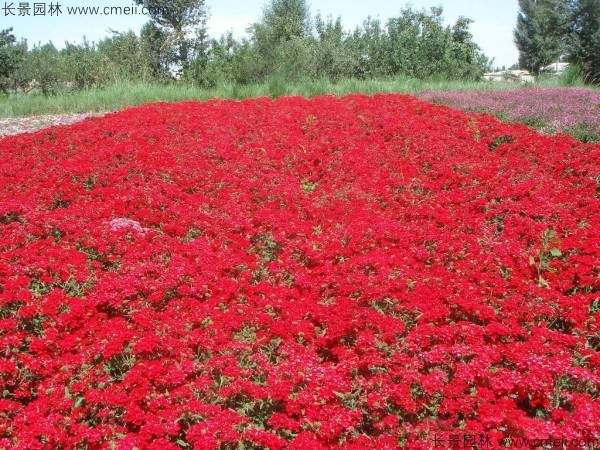 美女樱种子发芽出苗开花图片