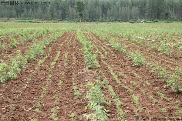 沙朴种子发芽出苗图片