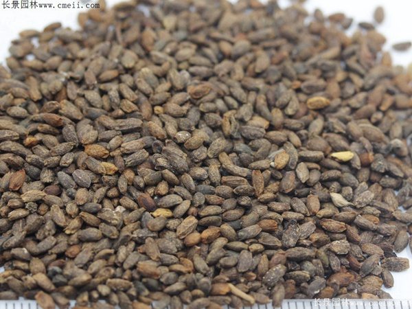 一串红种子图片