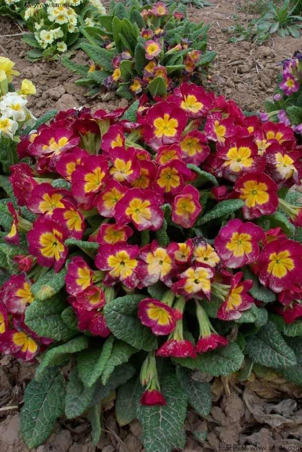 报春花种子发芽出苗开花图片