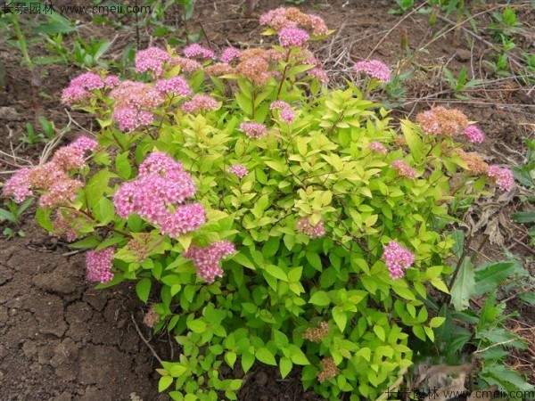 绣线菊种子发芽出苗图片