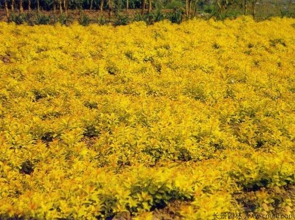 绣线菊种子发芽出苗图片