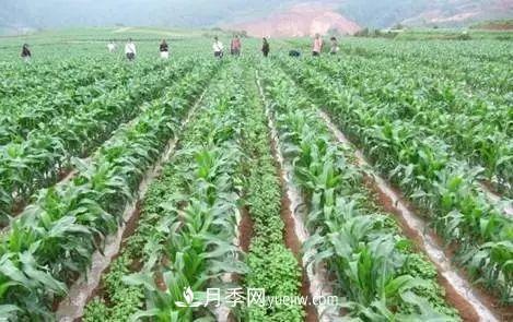 南阳农作物30种间作套种方法,赶快收藏!(图1) 南阳农作物30种间作套种方法,赶快收藏!(图1)