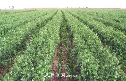 南阳农作物30种间作套种方法,赶快收藏!(图2) 南阳农作物30种间作套种方法,赶快收藏!(图2)