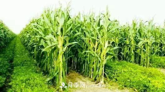 南阳农作物30种间作套种方法,赶快收藏!(图3) 南阳农作物30种间作套种方法,赶快收藏!(图3)