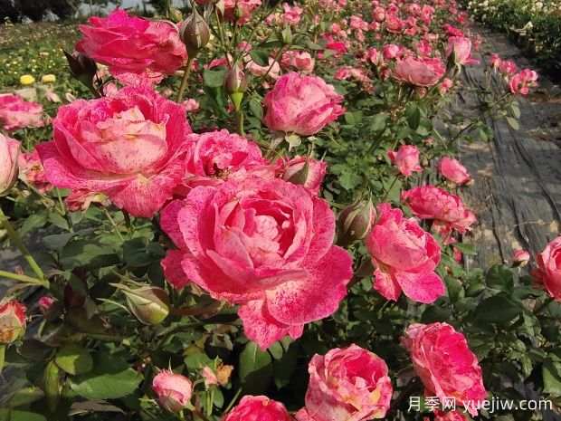 月季花水培扦插简单的方法(图1) 月季花水培扦插简单的方法(图1)