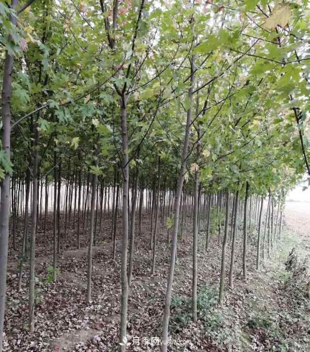 南阳苗木基地,红枫和鸡爪槭好区别吗?(图1) 南阳苗木基地,红枫和鸡爪槭好区别吗?(图1)