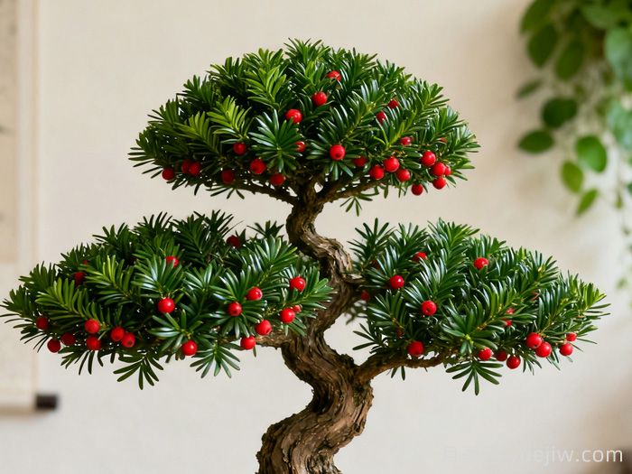 红豆杉的养护及注意事项(图1) 红豆杉的养护及注意事项(图1)