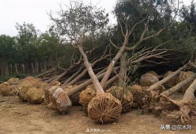 苗木被退回了,该怎么处理?(图1) 苗木被退回了,该怎么处理?(图1)