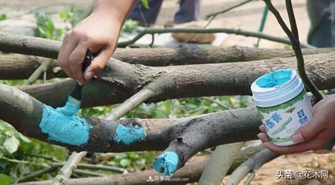 苗木被退回了,该怎么处理?(图2) 苗木被退回了,该怎么处理?(图2)