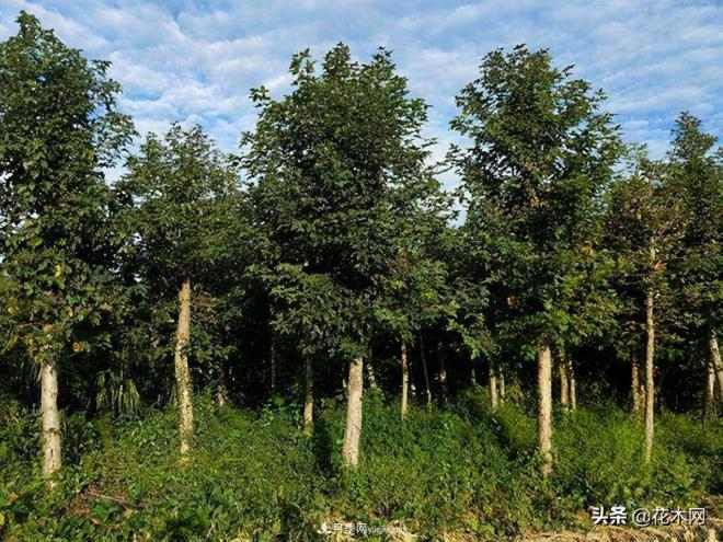 苗木被退回了,该怎么处理?(图3) 苗木被退回了,该怎么处理?(图3)