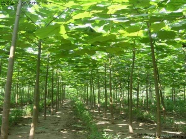 泡桐种子发芽出苗图片