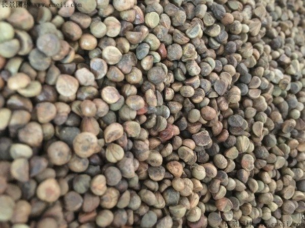 常春藤种子图片